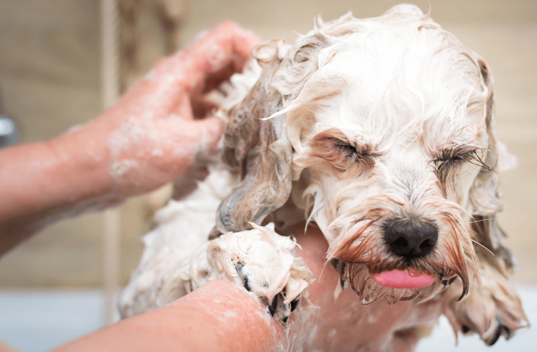 Servicio de servicio de baño para perros