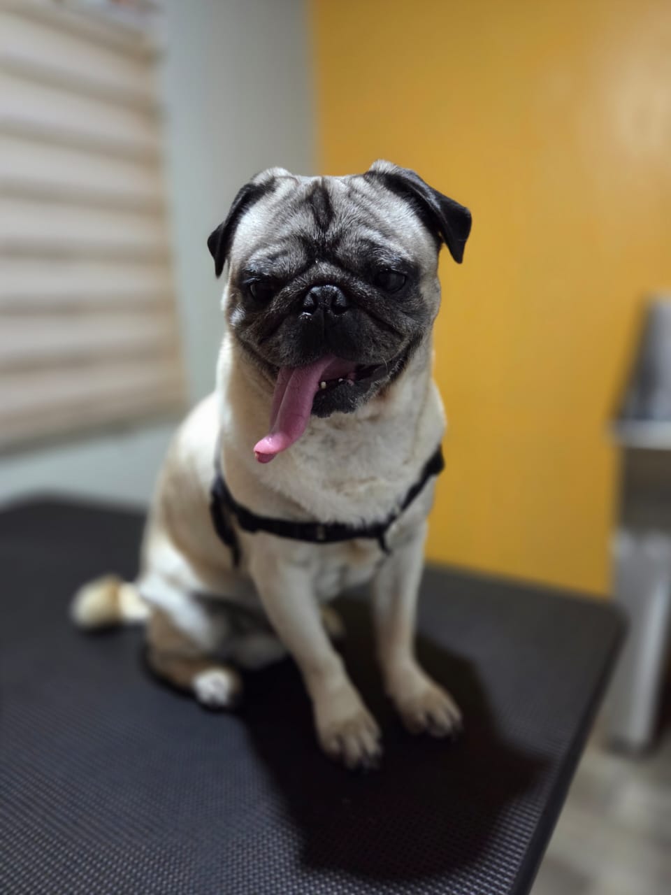 Transformación de mascota en Pet Fashion