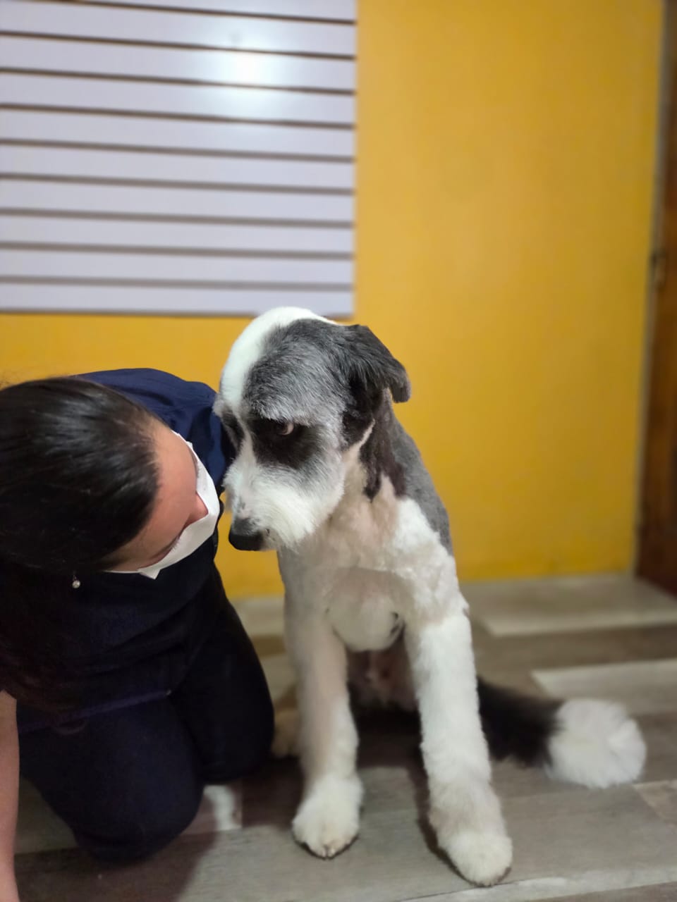 Resultado de peluquería canina